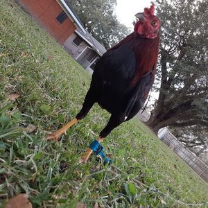 Meet your Posher, Sterling